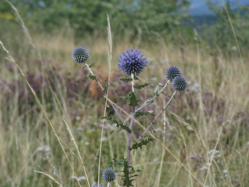 Kugeldistel